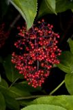 Sambucus kamtschatica. Соплодие. Камчатский край.