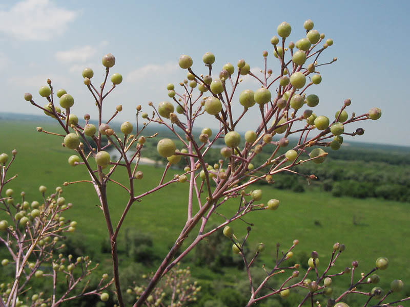 Image of Crambe tataria specimen.