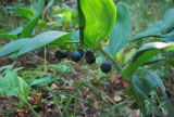 Polygonatum odoratum