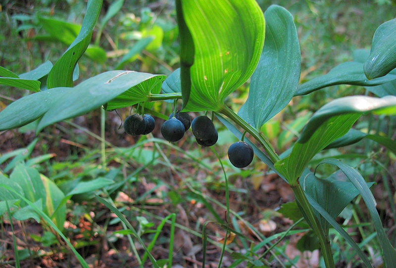 Image of Polygonatum odoratum specimen.