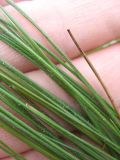 Stipa pontica