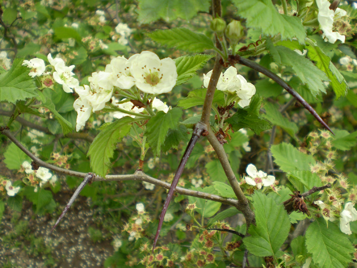 Image of Crataegus submollis specimen.