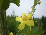 Verbascum lychnitis. Цветок. Архангельская обл., Вельский р-н, 3,5 км от пос. Солгинский, близ ж. д. 3 августа 2009 г.