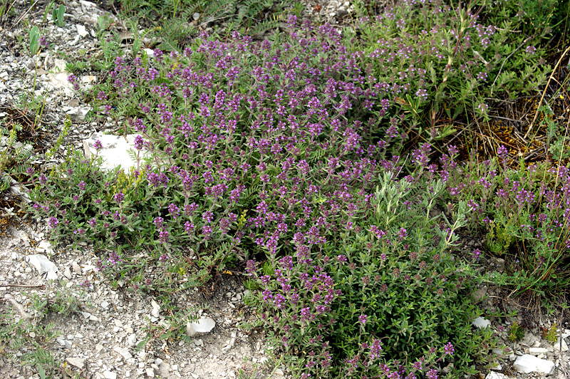 Изображение особи Thymus markhotensis.