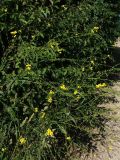 Bunias orientalis