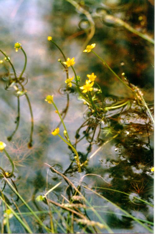 Image of Ranunculus gmelinii specimen.