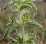 Sideritis montana