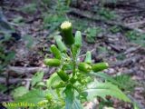 Erechtites hieraciifolius