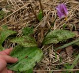 Erythronium sajanense var. elephantinum