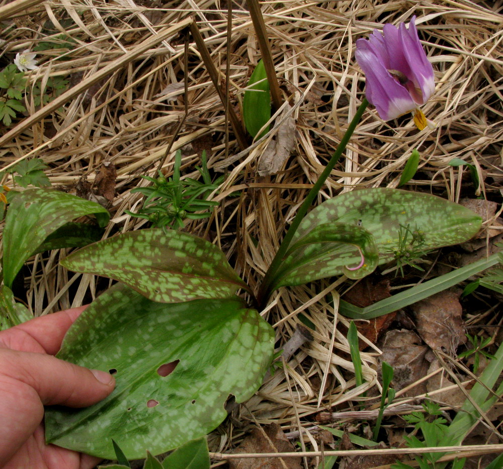 Изображение особи Erythronium sajanense var. elephantinum.