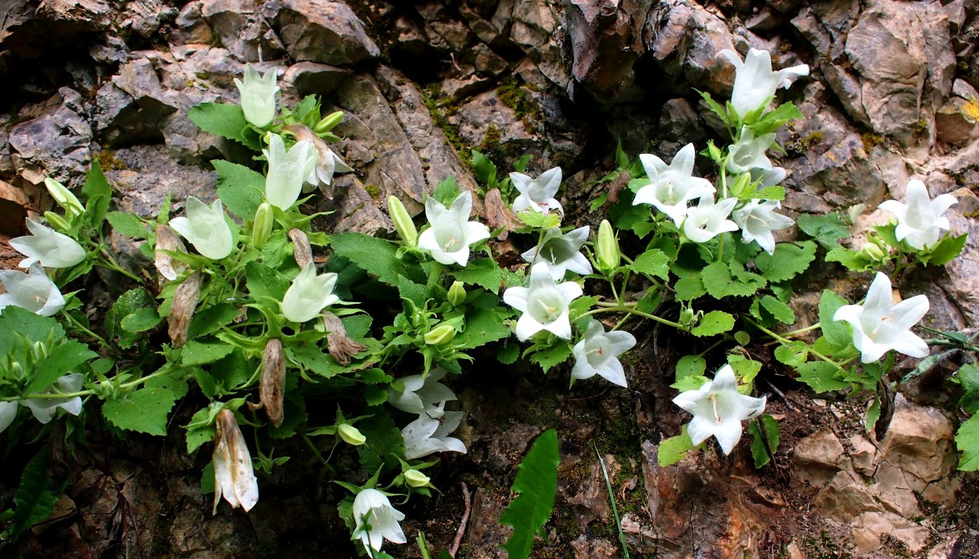 Image of Campanula pendula specimen.