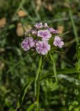 Dianthus barbatus