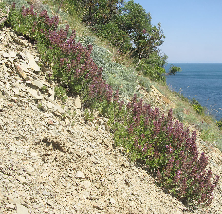 Изображение особи Teucrium chamaedrys.