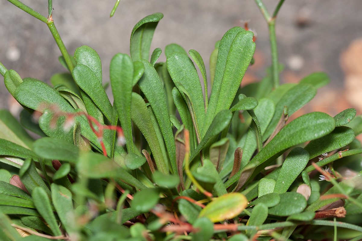 Изображение особи Limonium anfractum.