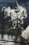 Clematis vitalba. Соплодие. Германия, земля Бавария, округ Верхняя Бавария, г. Бад-Тёльц, горный склон. Декабрь 2015 г.