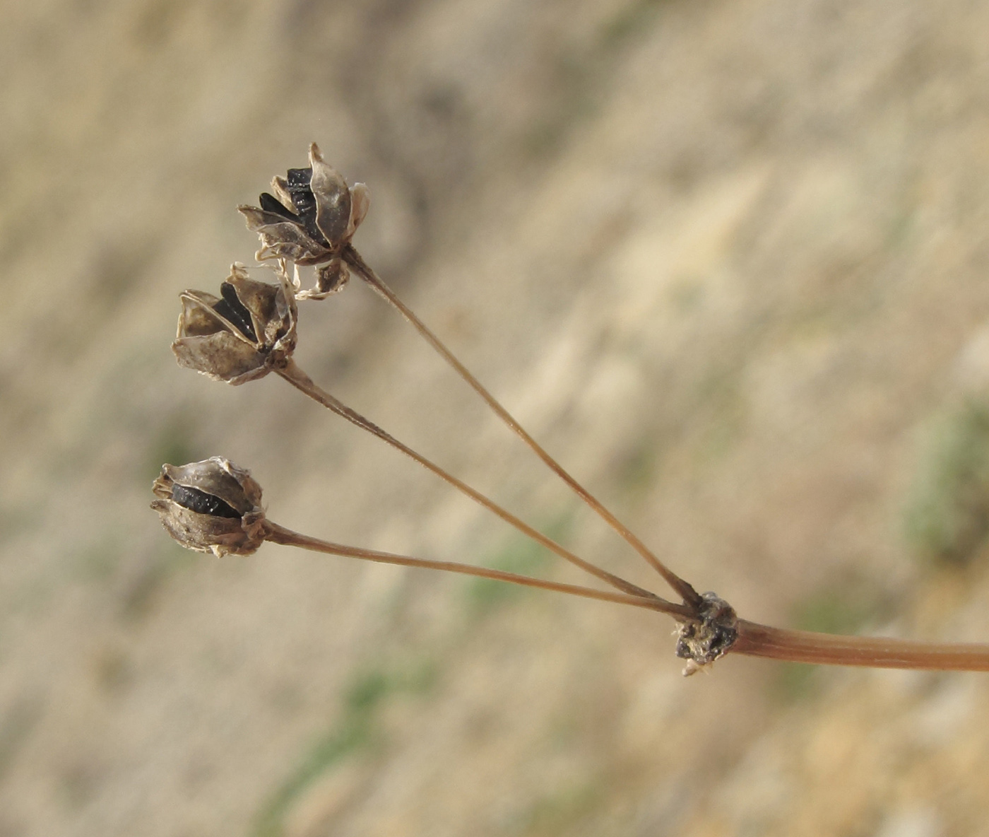 Image of Allium moschatum specimen.