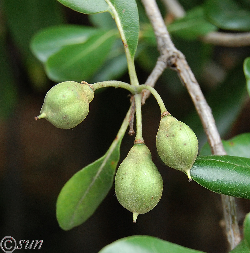 Изображение особи Pittosporum tobira.