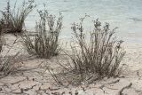 Juncus articulatus. Плодоносящие растения на гаже на берегу обмелевшего водоёма. Ленинградская обл., Волосовский р-н. 28.09.2014.