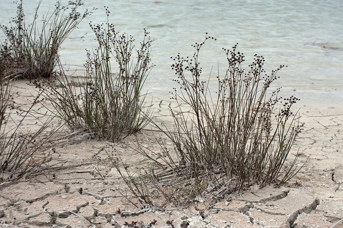 Изображение особи Juncus articulatus.