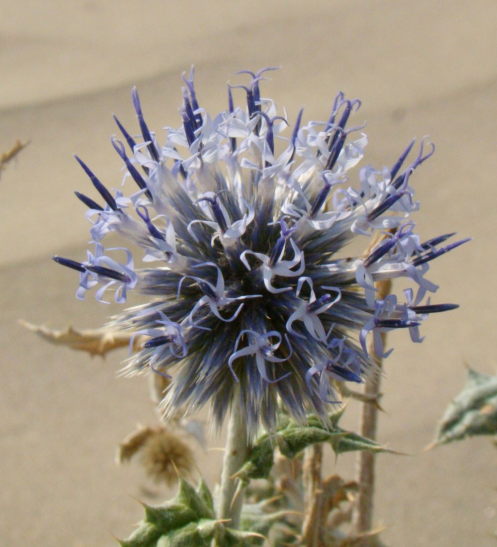 Image of Echinops albicaulis specimen.