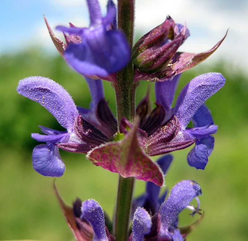 Изображение особи Salvia nemorosa.