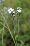 Myosotis imitata