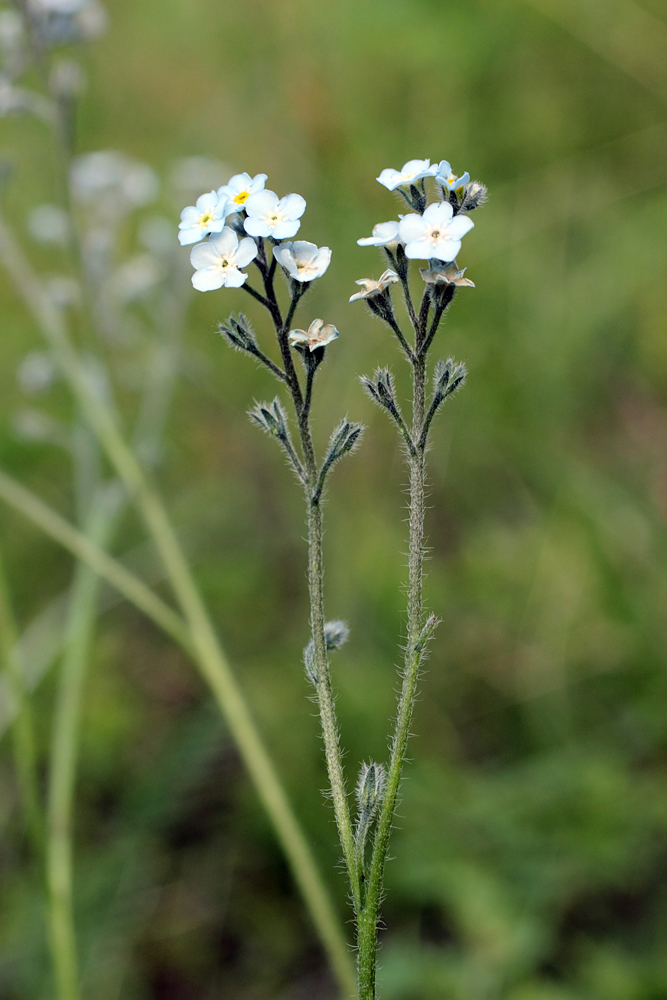 Изображение особи Myosotis imitata.