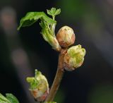 Ribes nigrum. Почки на вершине побега (вздутые почки поражены смородинным почковым клещом). Московская обл., Раменский р-н, окр. дер. Хрипань, садовый участок. 06.05.2015.