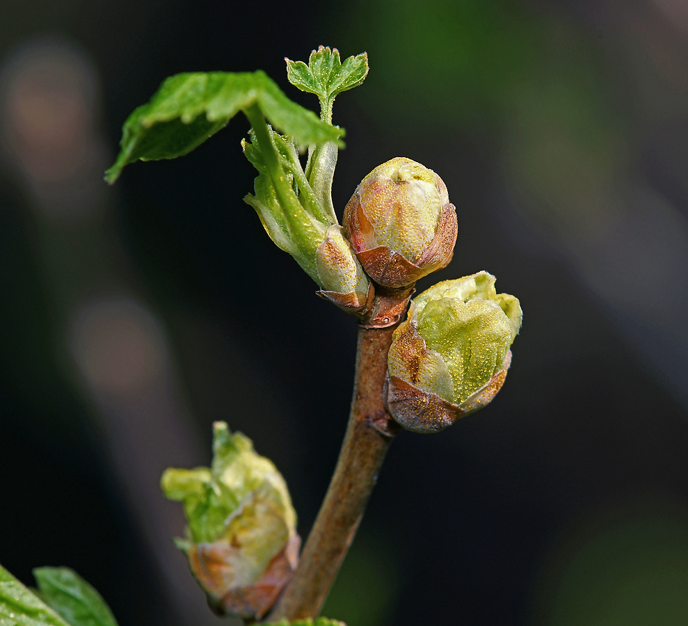 Изображение особи Ribes nigrum.