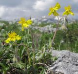 Helianthemum buschii