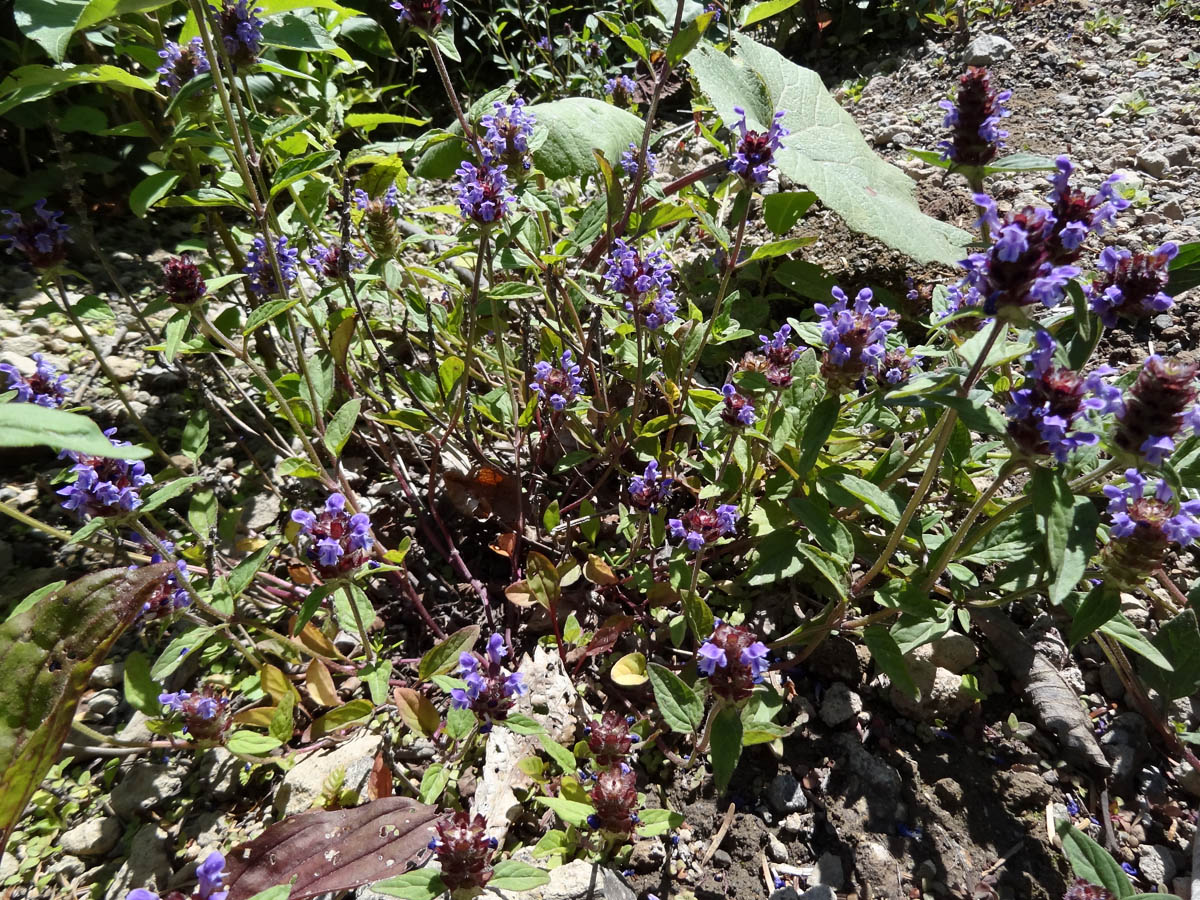 Изображение особи Prunella japonica.