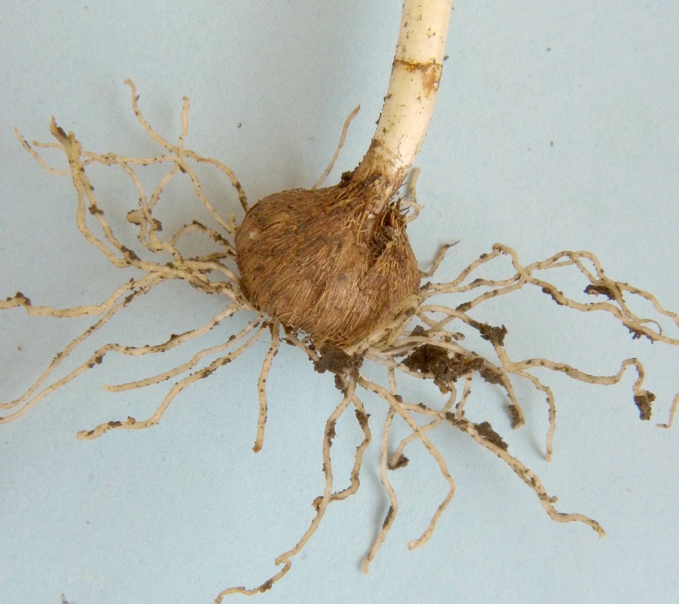 Image of Crocus vernus specimen.