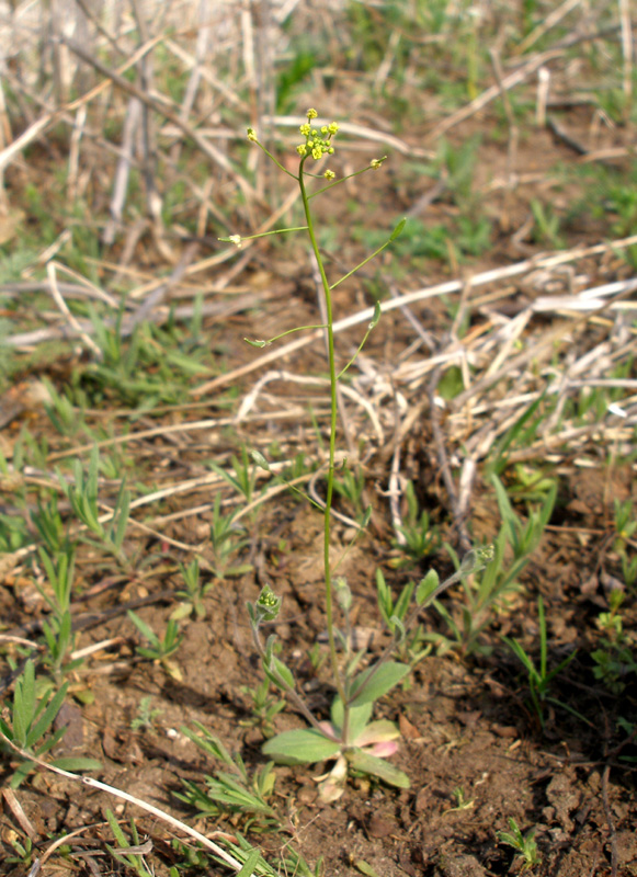 Image of Draba nemorosa specimen.