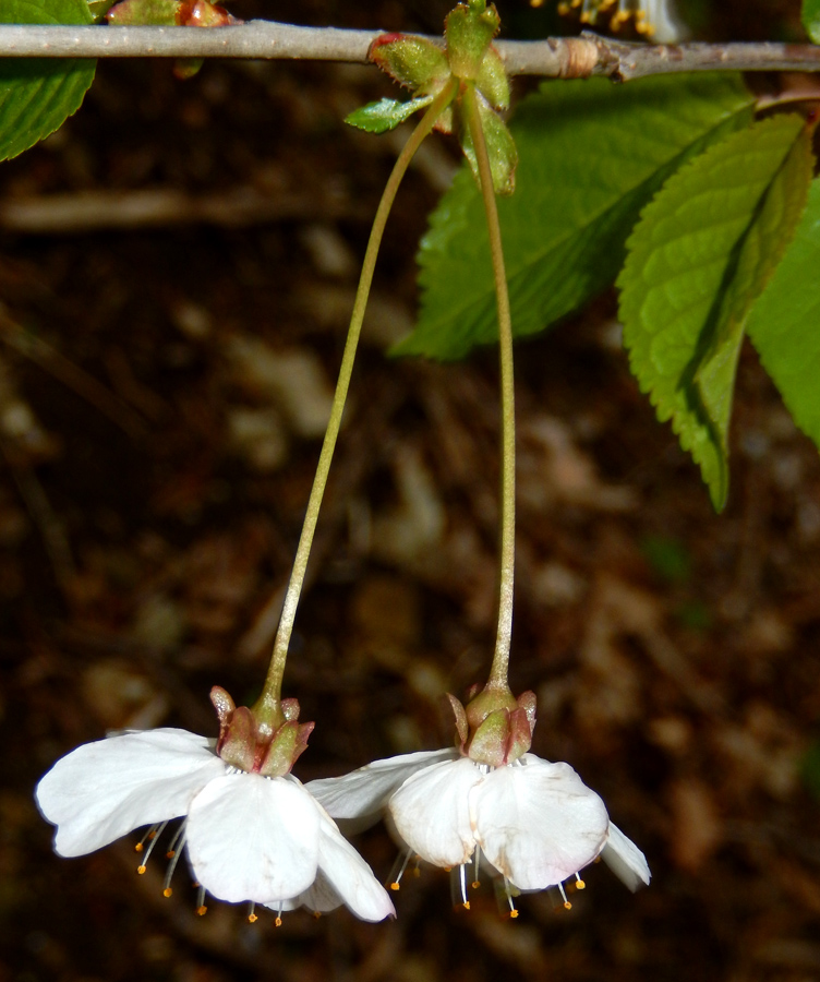 Image of Cerasus avium specimen.