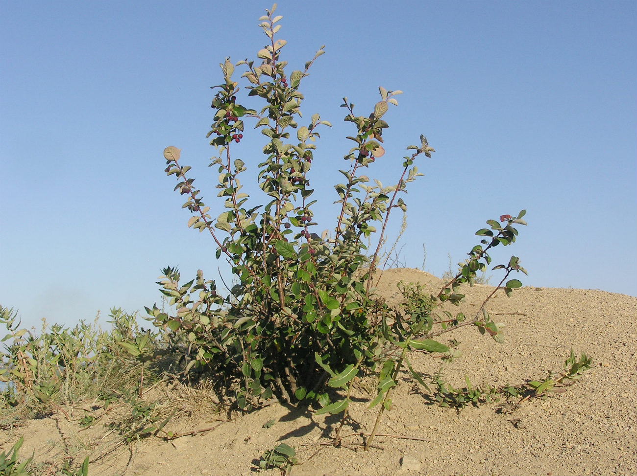 Image of Cotoneaster melanocarpus specimen.