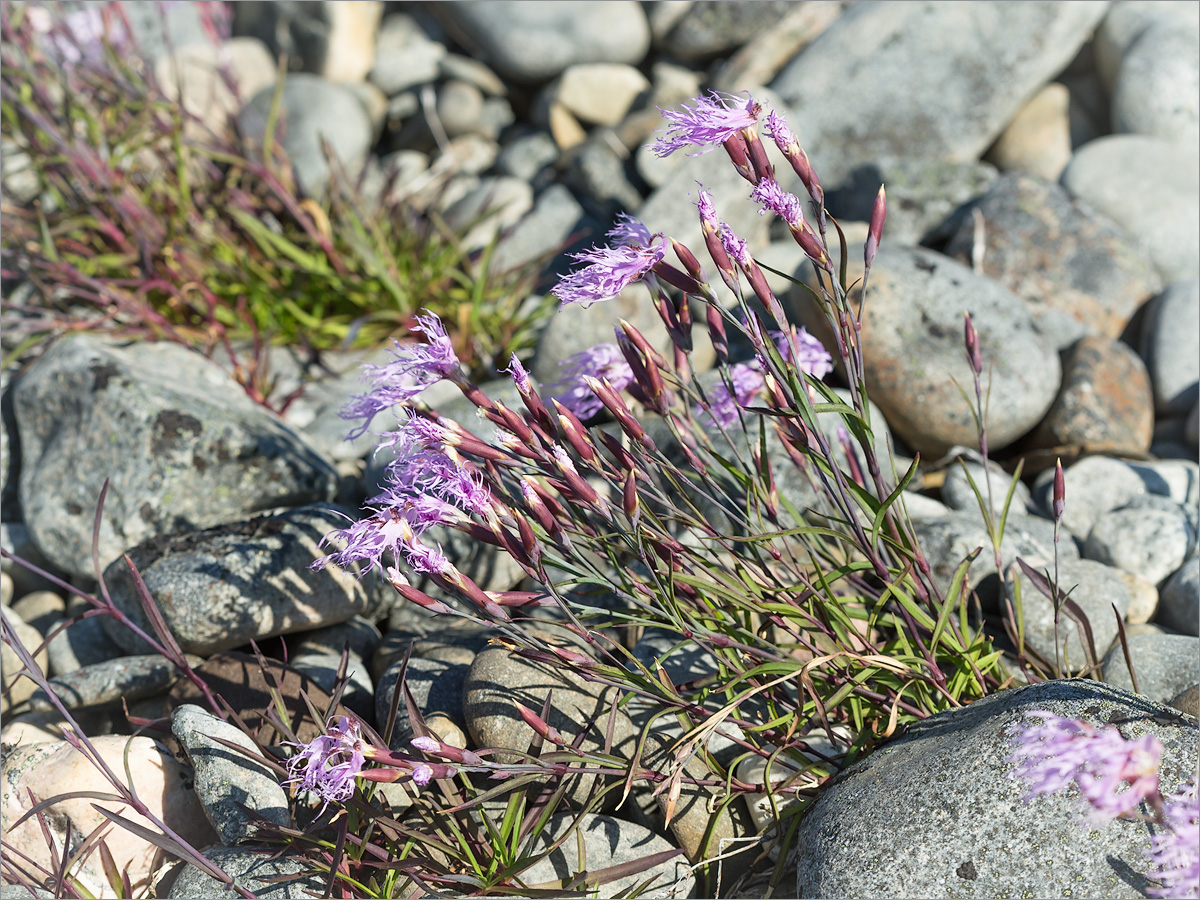 Изображение особи Dianthus superbus ssp. norvegicus.