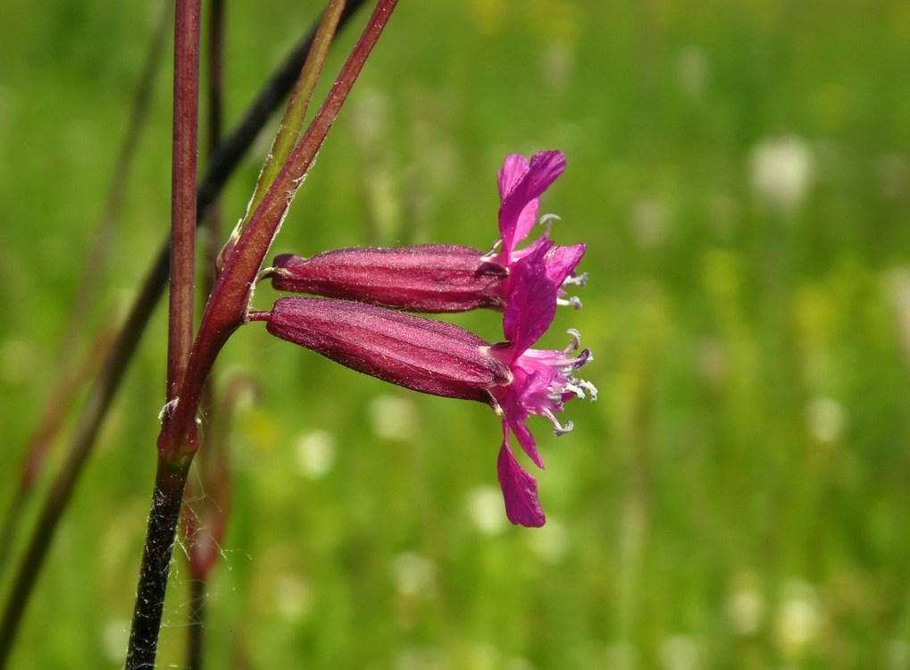 Image of Viscaria vulgaris specimen.