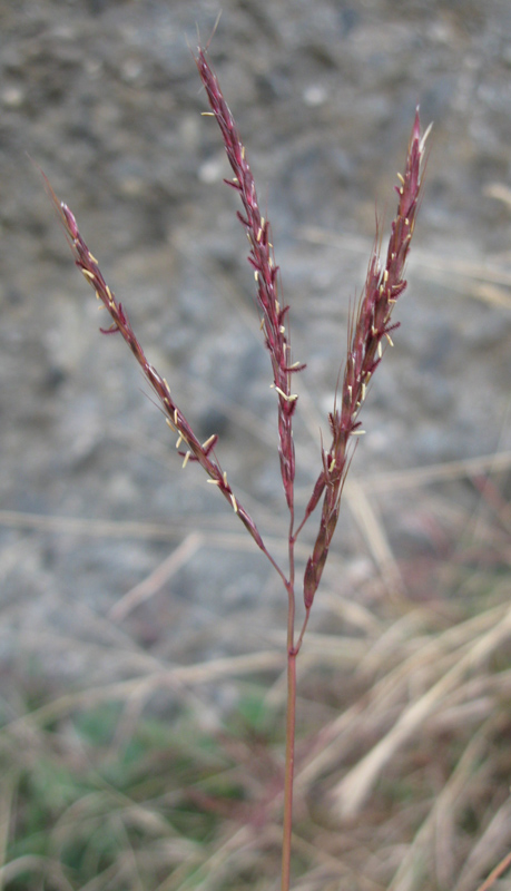 Image of Bothriochloa ischaemum specimen.