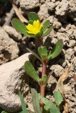 Portulaca oleracea