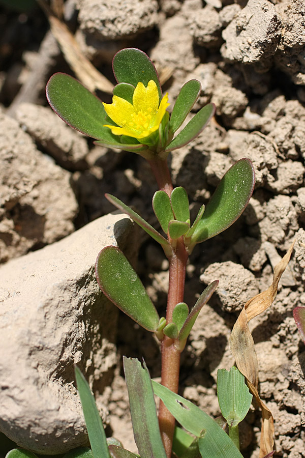 Image of Portulaca oleracea specimen.