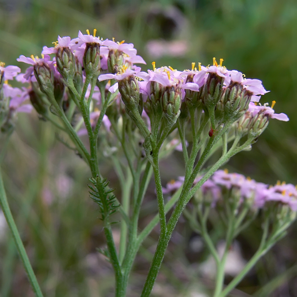Изображение особи Achillea millefolium.
