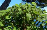 Roldana petasitis. Плодоносящее растение. Монако, Сады Святого Мартина (Jardin Saint Martin), в культуре. 23.07.2014.