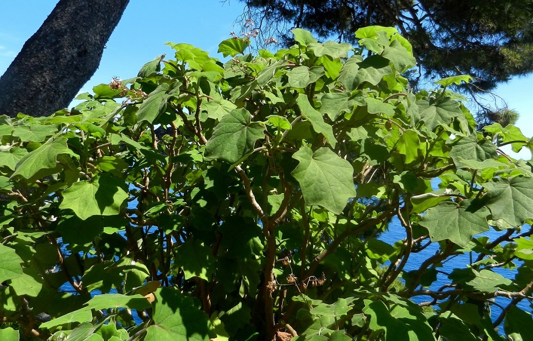 Image of Roldana petasitis specimen.