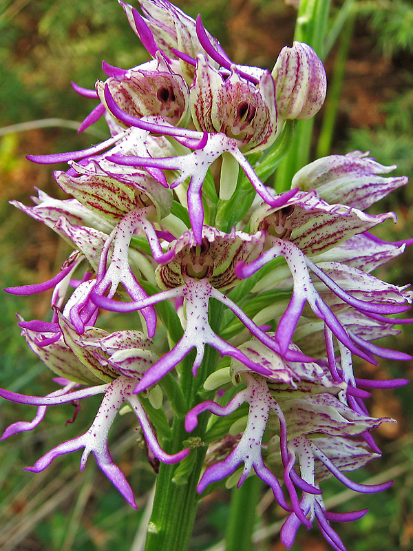 Изображение особи Orchis &times; angusticruris.