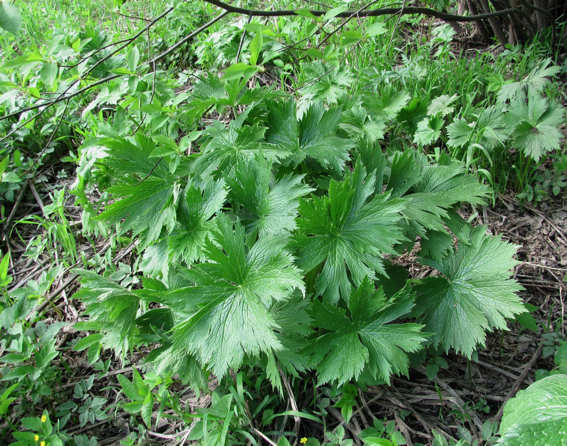 Image of Aconitum septentrionale specimen.