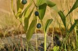 Polygonatum odoratum. Часть побега с плодами. Карелия, Сортавальский р-н, окр. пос. Ламберг, сосновое редколесье. 19.08.2015.