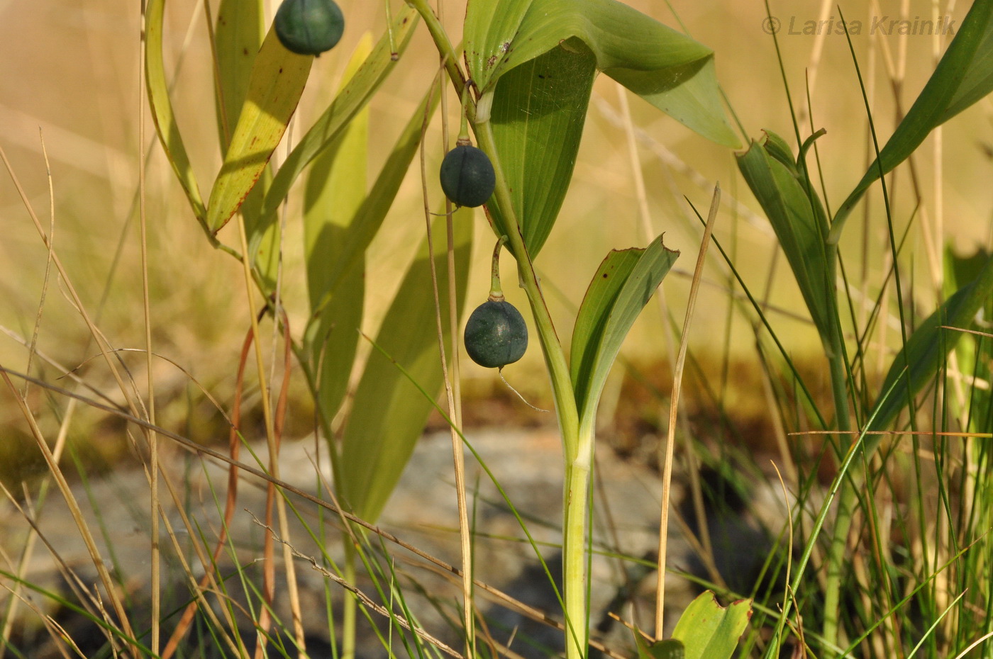 Image of Polygonatum odoratum specimen.