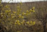 Salix caprea