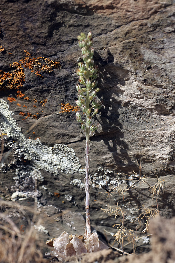 Image of Rosularia subspicata specimen.