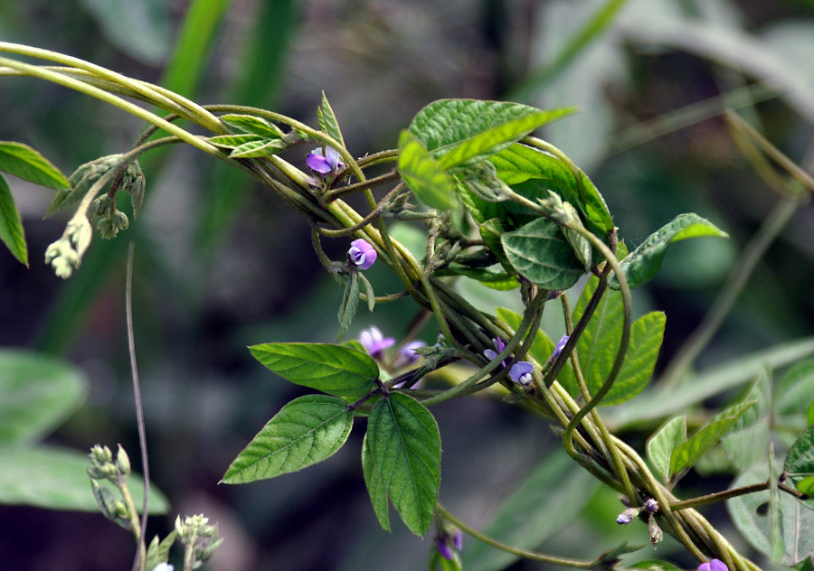 Изображение особи Glycine soja.